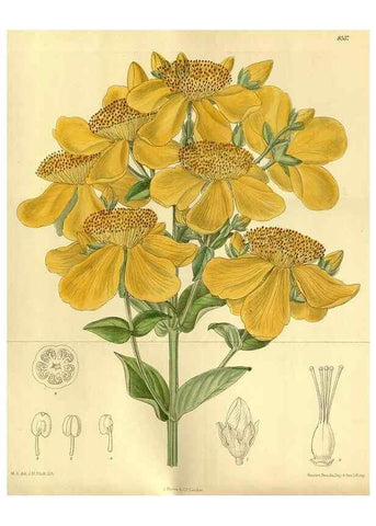 Reproducción/Reproduction 35667043850: Curtis's botanical magazine.. London ; New York [etc.] :Academic Press [etc.]