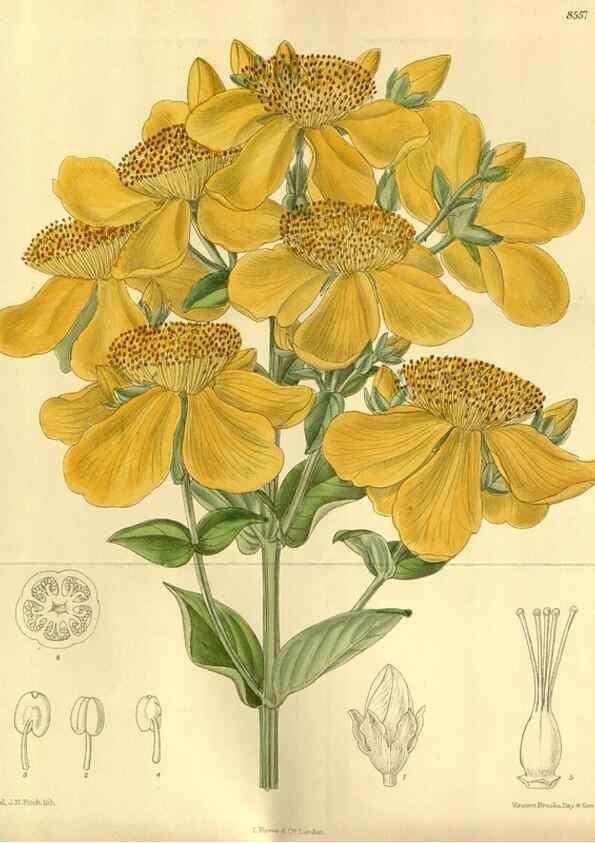 Reproducción/Reproduction 35667043850: Curtis's botanical magazine.. London ; New York [etc.] :Academic Press [etc.]