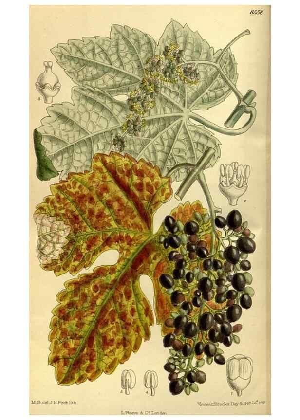 Reproducción/Reproduction 35667046310: Curtis's botanical magazine.. London ; New York [etc.] :Academic Press [etc.]