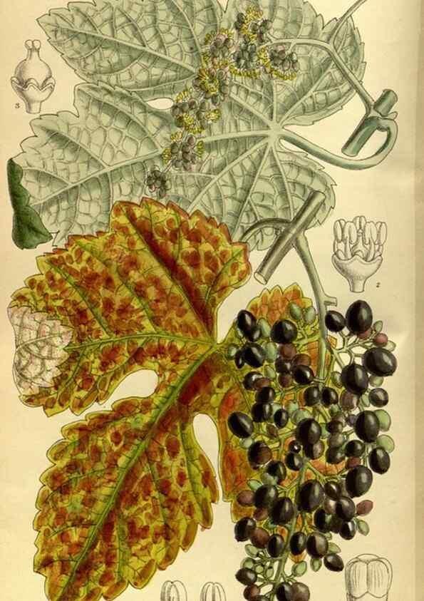 Reproducción/Reproduction 35667046310: Curtis's botanical magazine.. London ; New York [etc.] :Academic Press [etc.]