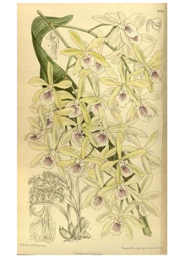 Reproducción/Reproduction 36056621105: Curtis's botanical magazine.. London ; New York [etc.] :Academic Press [etc.]