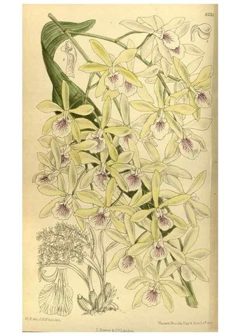 Reproducción/Reproduction 36056621105: Curtis's botanical magazine.. London ; New York [etc.] :Academic Press [etc.]