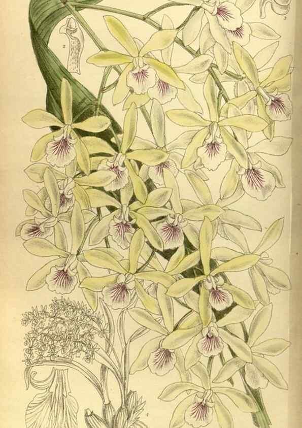 Reproducción/Reproduction 36056621105: Curtis's botanical magazine.. London ; New York [etc.] :Academic Press [etc.]