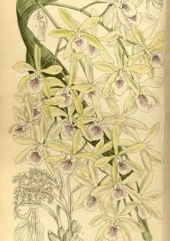 Reproducción/Reproduction 36056621105: Curtis's botanical magazine.. London ; New York [etc.] :Academic Press [etc.]