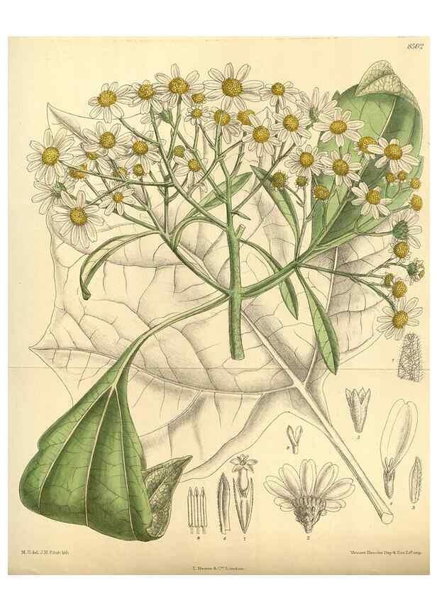 Reproducción/Reproduction 35666961570: Curtis's botanical magazine.. London ; New York [etc.] :Academic Press [etc.]