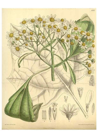 Reproducción/Reproduction 35666961570: Curtis's botanical magazine.. London ; New York [etc.] :Academic Press [etc.]