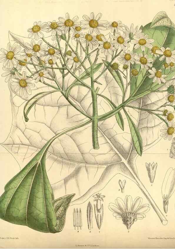 Reproducción/Reproduction 35666961570: Curtis's botanical magazine.. London ; New York [etc.] :Academic Press [etc.]