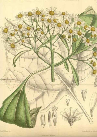 Reproducción/Reproduction 35666961570: Curtis's botanical magazine.. London ; New York [etc.] :Academic Press [etc.]