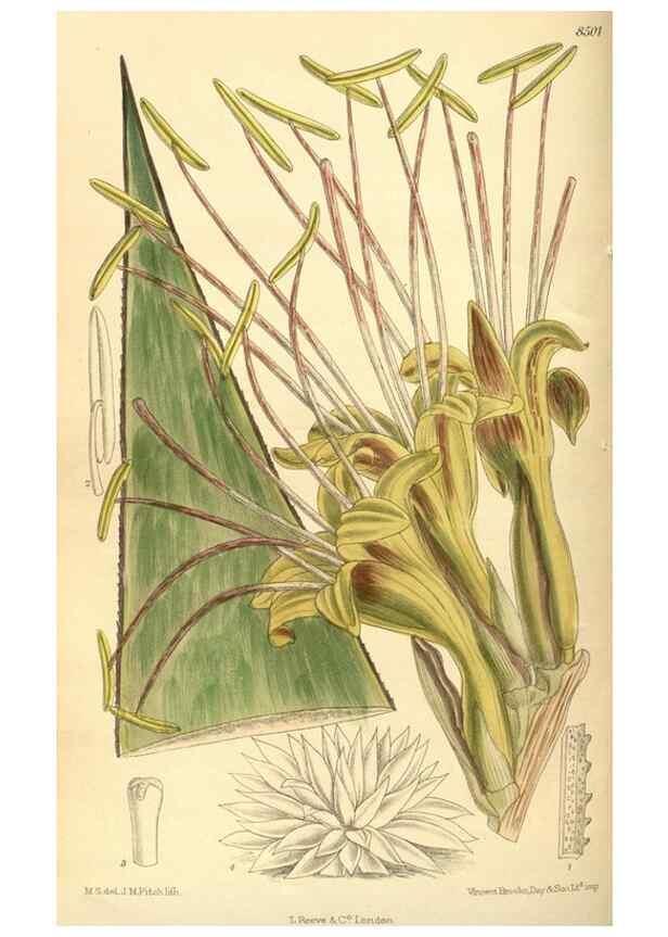 Reproducción/Reproduction 35666960100: Curtis's botanical magazine.. London ; New York [etc.] :Academic Press [etc.]