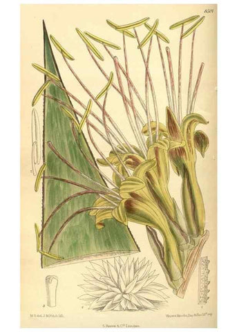 Reproducción/Reproduction 35666960100: Curtis's botanical magazine.. London ; New York [etc.] :Academic Press [etc.]