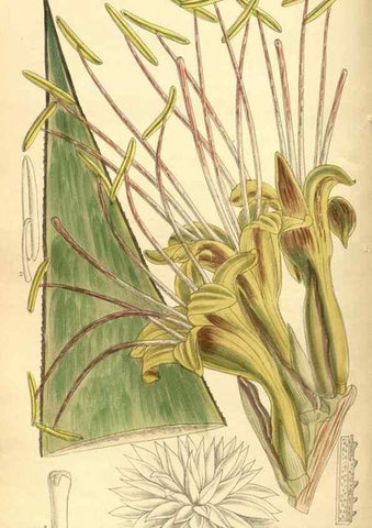 Reproducción/Reproduction 35666960100: Curtis's botanical magazine.. London ; New York [etc.] :Academic Press [etc.]