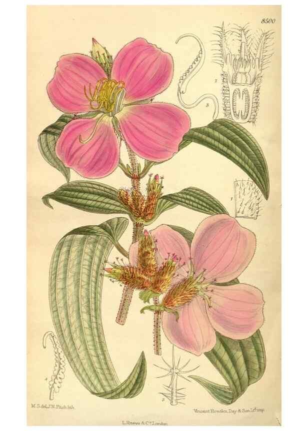 Reproducción/Reproduction 35666958120: Curtis's botanical magazine.. London ; New York [etc.] :Academic Press [etc.]