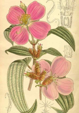 Reproducción/Reproduction 35666958120: Curtis's botanical magazine.. London ; New York [etc.] :Academic Press [etc.]