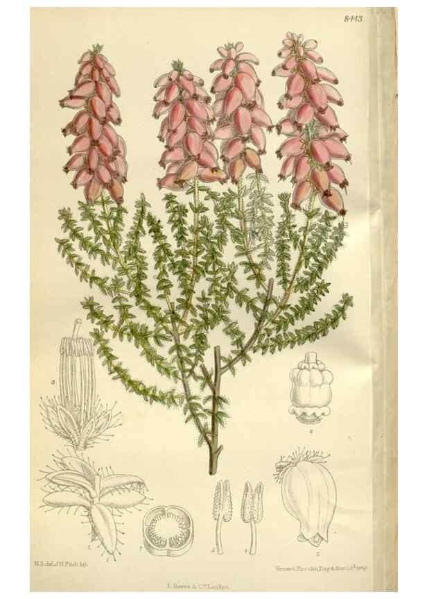 Reproducción/Reproduction 35216846204: Curtis's botanical magazine.. London ; New York [etc.] :Academic Press [etc.]