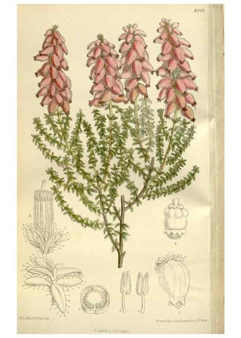 Reproducción/Reproduction 35216846204: Curtis's botanical magazine.. London ; New York [etc.] :Academic Press [etc.]