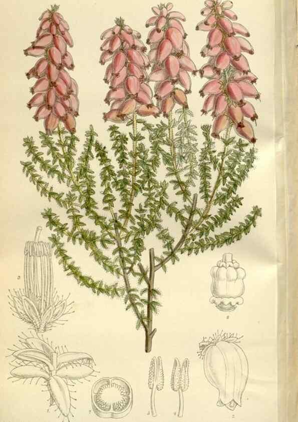 Reproducción/Reproduction 35216846204: Curtis's botanical magazine.. London ; New York [etc.] :Academic Press [etc.]