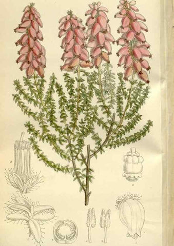 Reproducción/Reproduction 35216846204: Curtis's botanical magazine.. London ; New York [etc.] :Academic Press [etc.]