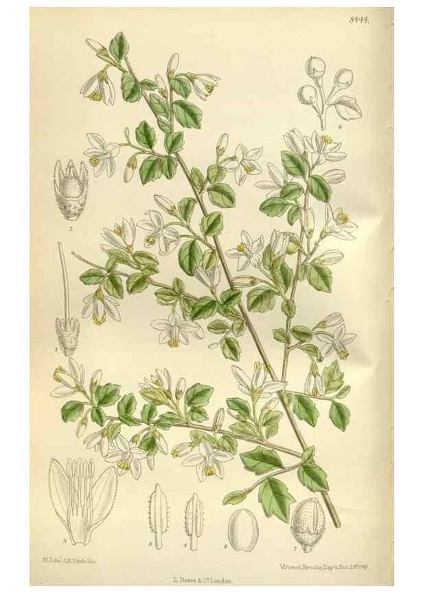 Reproducción/Reproduction 35216848224: Curtis's botanical magazine.. London ; New York [etc.] :Academic Press [etc.]