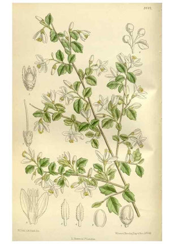 Reproducción/Reproduction 35216848224: Curtis's botanical magazine.. London ; New York [etc.] :Academic Press [etc.]