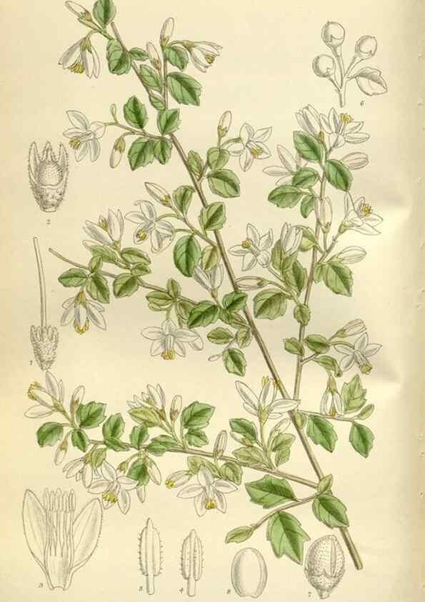 Reproducción/Reproduction 35216848224: Curtis's botanical magazine.. London ; New York [etc.] :Academic Press [etc.]