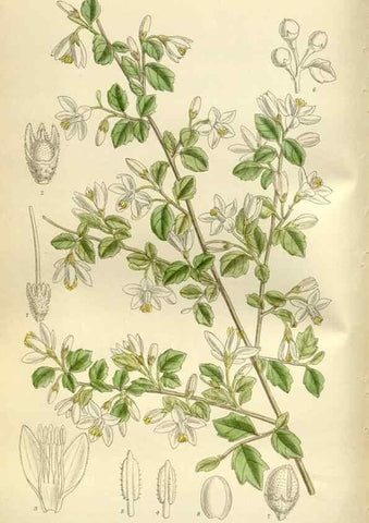 Reproducción/Reproduction 35216848224: Curtis's botanical magazine.. London ; New York [etc.] :Academic Press [etc.]