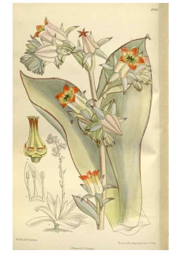 Reproducción/Reproduction 35922684281: Curtis's botanical magazine.. London ; New York [etc.] :Academic Press [etc.]