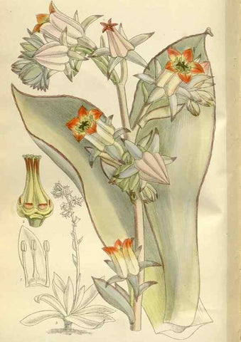 Reproducción/Reproduction 35922684281: Curtis's botanical magazine.. London ; New York [etc.] :Academic Press [etc.]