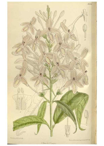 Reproducción/Reproduction 36014941996: Curtis's botanical magazine.. London ; New York [etc.] :Academic Press [etc.]