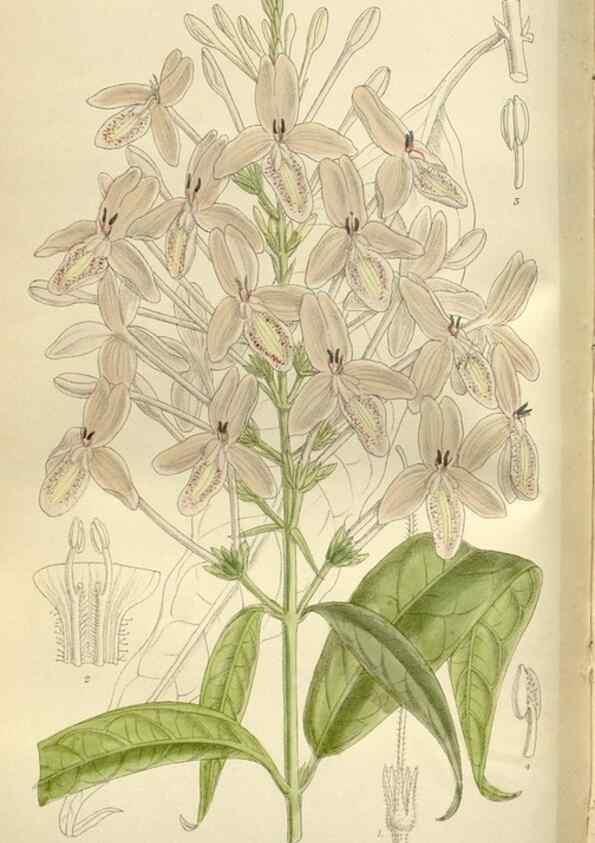 Reproducción/Reproduction 36014941996: Curtis's botanical magazine.. London ; New York [etc.] :Academic Press [etc.]