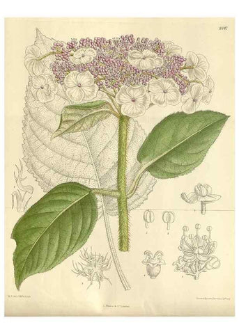 Reproducción/Reproduction 35922687501: Curtis's botanical magazine.. London ; New York [etc.] :Academic Press [etc.]