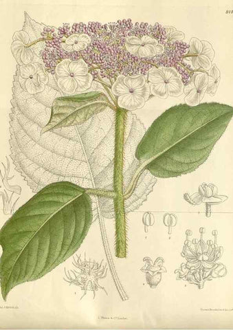 Reproducción/Reproduction 35922687501: Curtis's botanical magazine.. London ; New York [etc.] :Academic Press [etc.]
