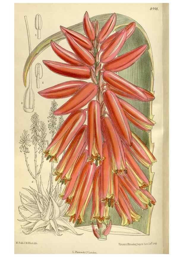 Reproducción/Reproduction 35247295703: Curtis's botanical magazine.. London ; New York [etc.] :Academic Press [etc.]