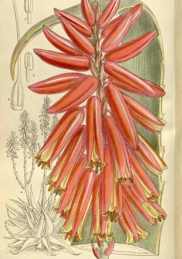 Reproducción/Reproduction 35247295703: Curtis's botanical magazine.. London ; New York [etc.] :Academic Press [etc.]