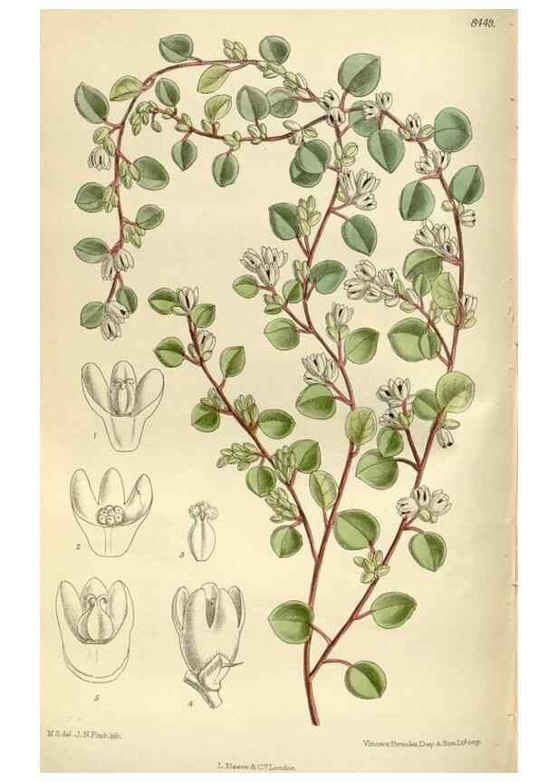 Reproducción/Reproduction 36014947016: Curtis's botanical magazine.. London ; New York [etc.] :Academic Press [etc.]