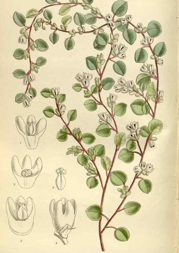 Reproducción/Reproduction 36014947016: Curtis's botanical magazine.. London ; New York [etc.] :Academic Press [etc.]