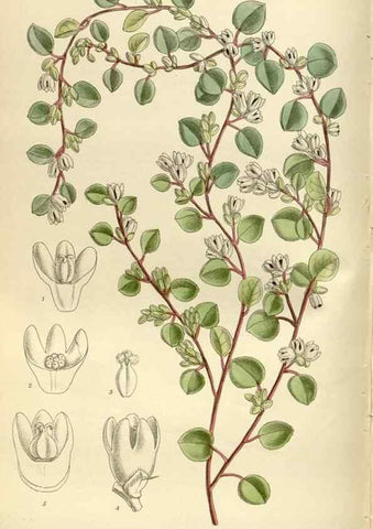 Reproducción/Reproduction 36014947016: Curtis's botanical magazine.. London ; New York [etc.] :Academic Press [etc.]