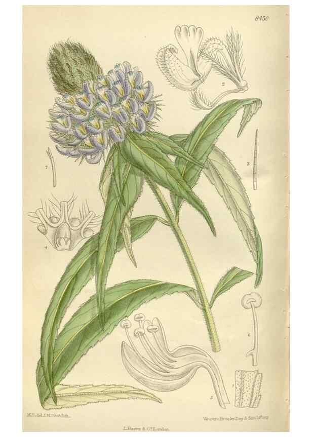 Reproducción/Reproduction 36014948696: Curtis's botanical magazine.. London ; New York [etc.] :Academic Press [etc.]
