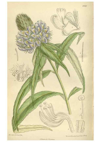 Reproducción/Reproduction 36014948696: Curtis's botanical magazine.. London ; New York [etc.] :Academic Press [etc.]
