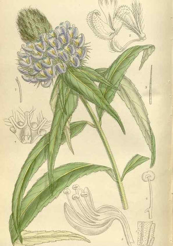 Reproducción/Reproduction 36014948696: Curtis's botanical magazine.. London ; New York [etc.] :Academic Press [etc.]