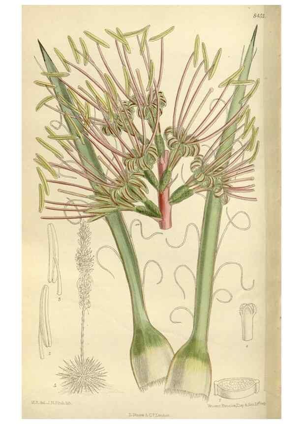Reproducción/Reproduction 35922697751: Curtis's botanical magazine.. London ; New York [etc.] :Academic Press [etc.]