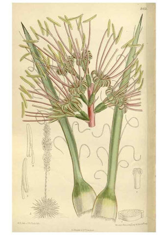 Reproducción/Reproduction 35922697751: Curtis's botanical magazine.. London ; New York [etc.] :Academic Press [etc.]
