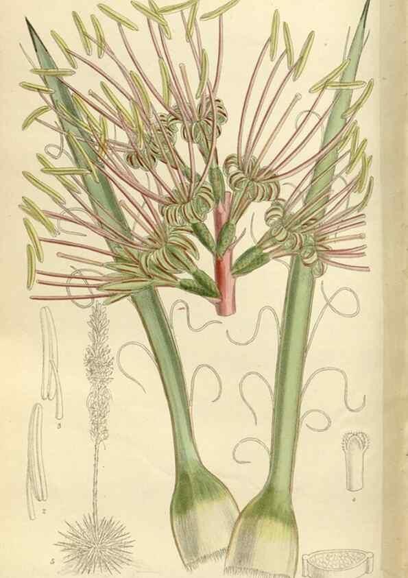 Reproducción/Reproduction 35922697751: Curtis's botanical magazine.. London ; New York [etc.] :Academic Press [etc.]