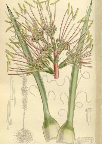 Reproducción/Reproduction 35922697751: Curtis's botanical magazine.. London ; New York [etc.] :Academic Press [etc.]