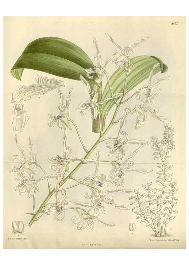 Reproducción/Reproduction 35666820720: Curtis's botanical magazine.. London ; New York [etc.] :Academic Press [etc.]