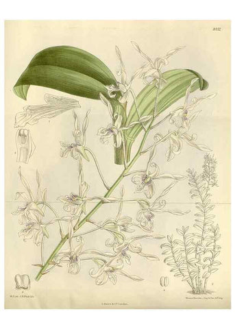 Reproducción/Reproduction 35666820720: Curtis's botanical magazine.. London ; New York [etc.] :Academic Press [etc.]