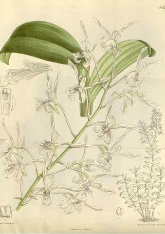 Reproducción/Reproduction 35666820720: Curtis's botanical magazine.. London ; New York [etc.] :Academic Press [etc.]