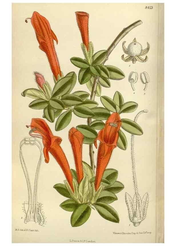 Reproducción/Reproduction 35247316883: Curtis's botanical magazine.. London ; New York [etc.] :Academic Press [etc.]