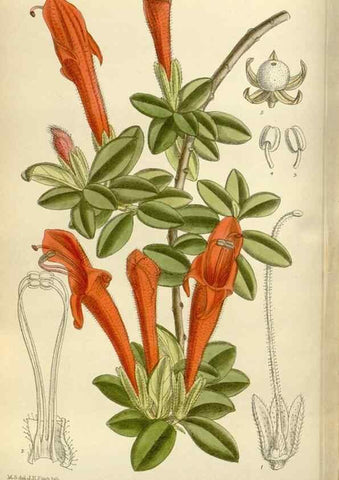 Reproducción/Reproduction 35247316883: Curtis's botanical magazine.. London ; New York [etc.] :Academic Press [etc.]