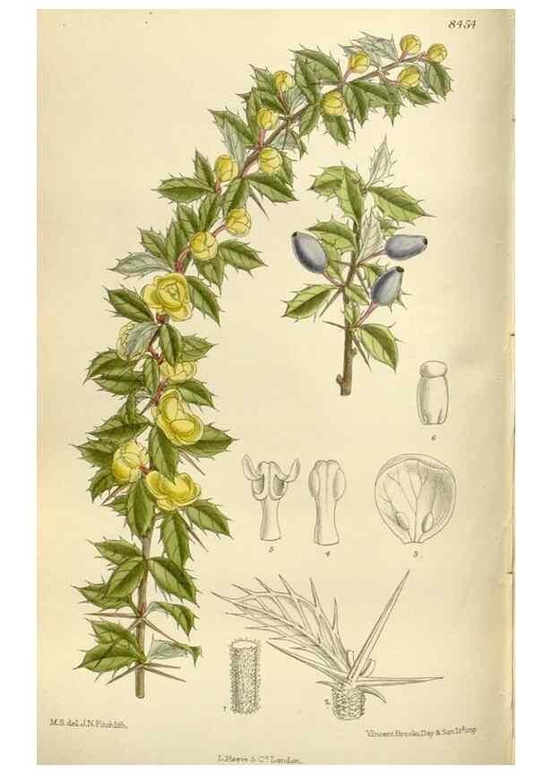 Reproducción/Reproduction 35666826340: Curtis's botanical magazine.. London ; New York [etc.] :Academic Press [etc.]