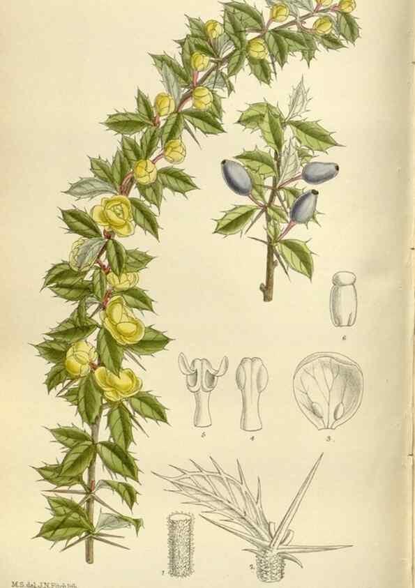 Reproducción/Reproduction 35666826340: Curtis's botanical magazine.. London ; New York [etc.] :Academic Press [etc.]